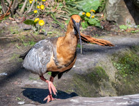 Black faced ibis