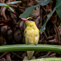 Black naped oriole