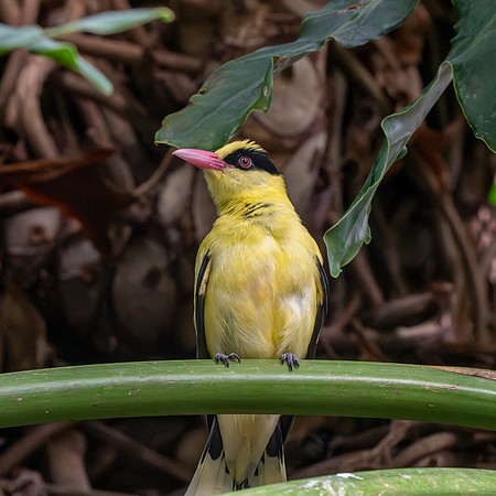 Black naped oriole