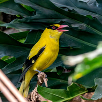 Black naped oriole