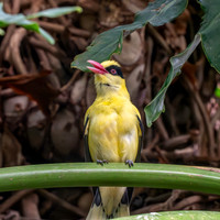 Black naped oriole