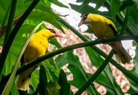 Black naped oriole