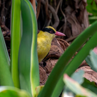 Black naped oriole