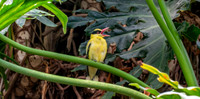 Black naped oriole