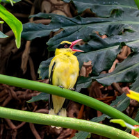 Black naped oriole