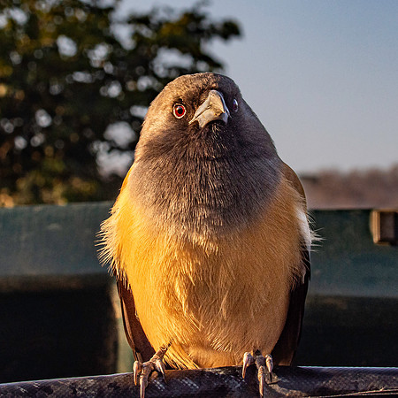 Rufous treepie