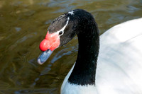 Black necked swan