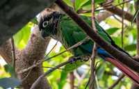 Blaze winged parakeet