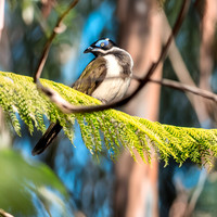 Blue faced honeyeater
