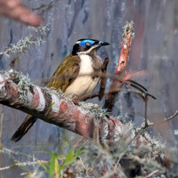 Blue faced honeyeater