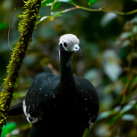 Blue throated piping guan