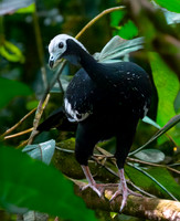 Blue throated piping guan
