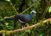 Blue throated piping guan