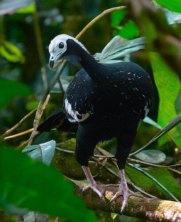 Blue throated piping guan