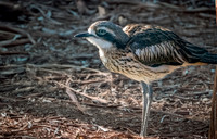 Bush thick knee