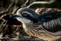 Bush thick knee
