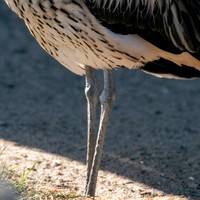 Bush thick knee
