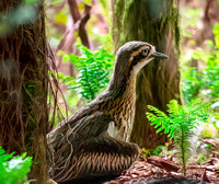 Bush thick knee