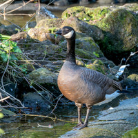 Cackling goose