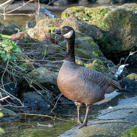 Cackling goose