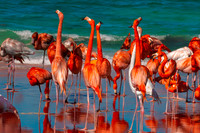 Caribbean flamingo