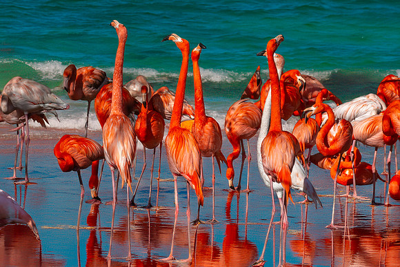 Caribbean flamingo