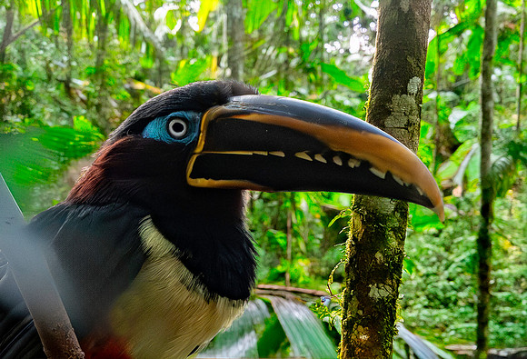 Chestnut eared aracari