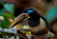 Chestnut eared aracari