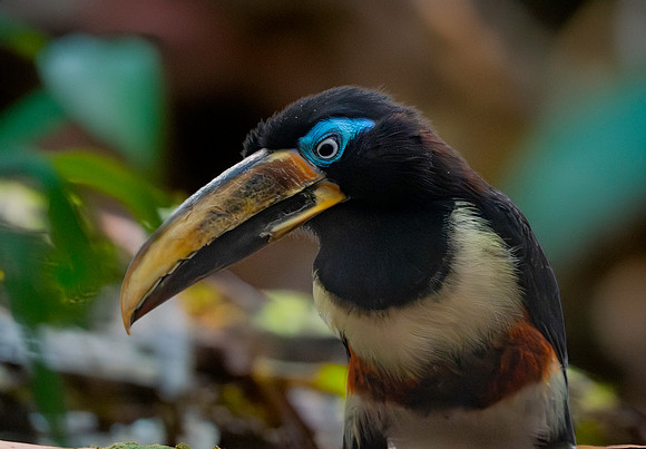 Chestnut eared aracari