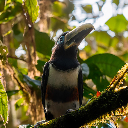Chestnut eared aracari