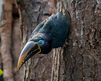 Chestnut eared aracari