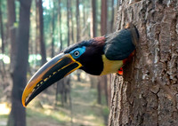 Chestnut eared aracari