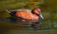 Cinnamon teal