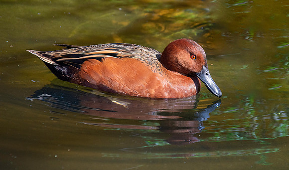 Cinnamon teal