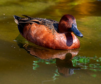 Cinnamon teal
