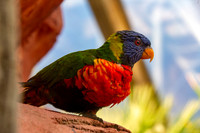 Coconut lorikeet