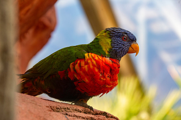 Coconut lorikeet