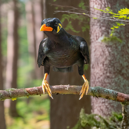 Common hill myna
