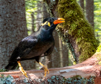 Common hill myna
