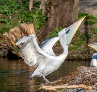 Dalmation pelican