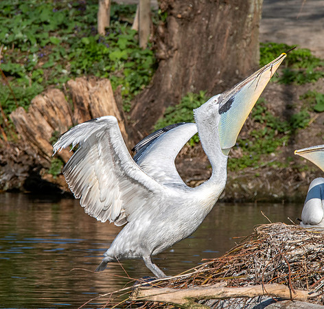 Dalmation pelican