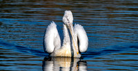 Dalmation pelican