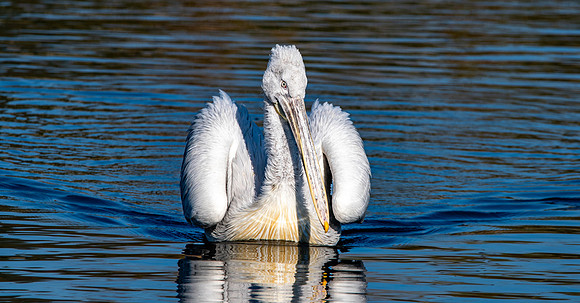 Dalmation pelican