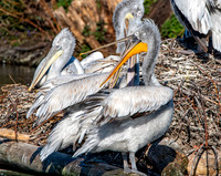 Dalmation pelican