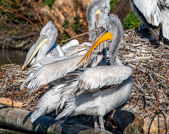 Dalmation pelican