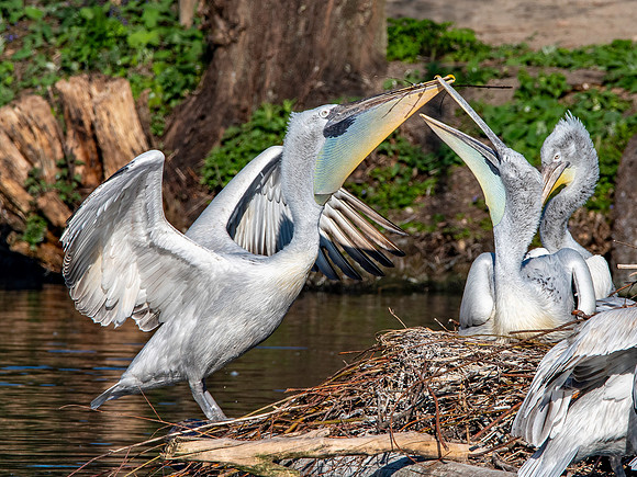 Dalmation pelican