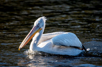Dalmation pelican