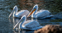 Dalmation pelican