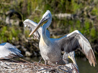 Dalmation pelican