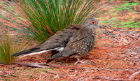 Diamond dove